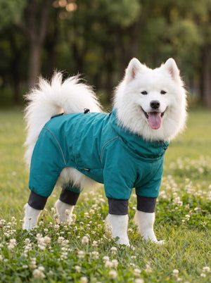 Samoyed dog standing on grassy clover field, wearing #lakeblue four-legged hooded dog raincoat with reflective piping, outdoor pet waterproof apparel photo