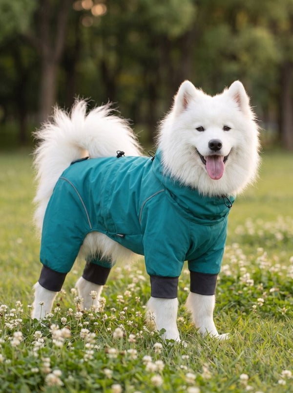Samoyed dog standing on grassy clover field, wearing #lakeblue four-legged hooded dog raincoat with reflective piping, outdoor pet waterproof apparel photo