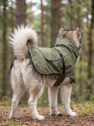 Back view of Alaskan Malamute wearing #olivegreen outdoor dog jacket with adjustable strap in pine forest
