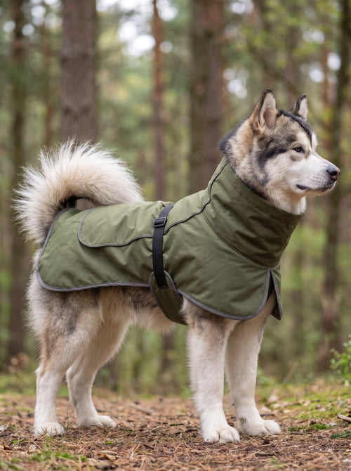 Alaskan Malamute wearing #olivegreen waterproof dog jacket with reflective piping, standing in woodland forest, side profile view