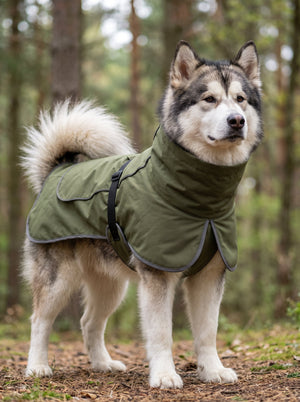 Alaskan Malamute with fluffy fur, wearing #olivegreen high-collar waterproof dog coat, forest background, front view